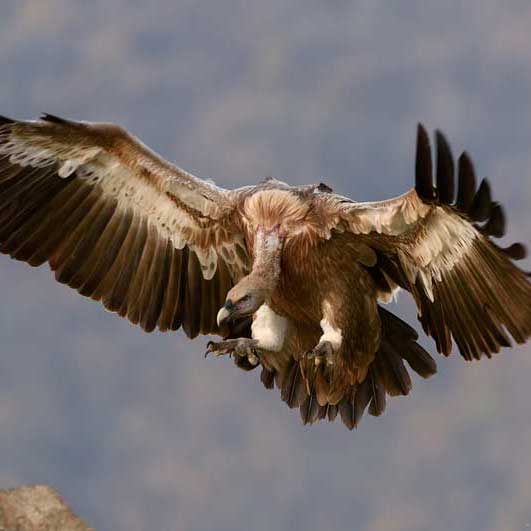 短信轰在线轰炸免费网站